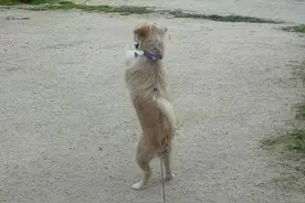 狗妈妈产下小狗后被主人拴住，结果小狗这反应让人哭了图片