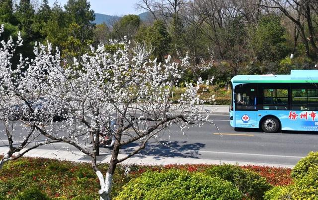 徐州这条路，美出圈了！