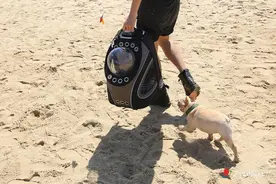 代表委员聚焦：推动文明养犬  共建美好家园图片