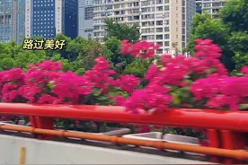 “一路繁花”！上海高架“上新”三角梅，经过的你发现了吗？图片