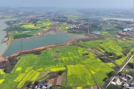 安徽太湖：油菜花海 收藏你的限定记忆图片