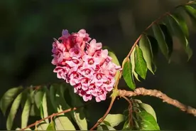 成功培育！这伯乐树长得真好看🤩图片