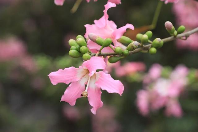 融江河畔“美人树”盛放 粉妆冬日添浪漫