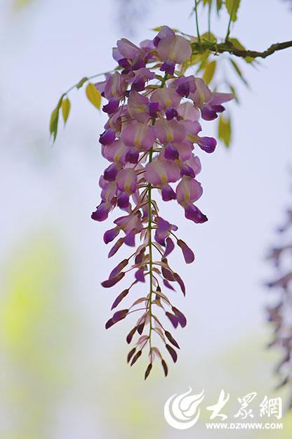 一城紫韵漫长廊！滨州紫藤花隧道迎来赏花季