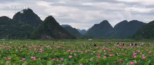 “凉爽+产业”拉动消费“花”样翻新，“荷”你相遇让老产业焕发新活力