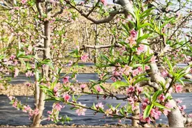 肥城市潮泉镇大棚果业：绿意盎然绘就乡村振兴“甜”美画卷图片