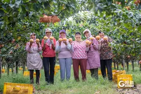 沙地种出“金果果”！青岛这里5万余亩秋月梨迎来丰收季图片