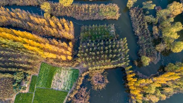 济宁冬季赏叶天花板，错过等一年的绝美景色