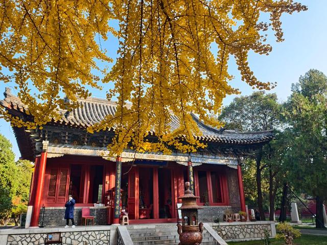 图集丨金秋岱庙美出圈 千年古银杏 “披金” 引客打卡