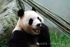 大熊猫“福宝”将在6月12日与公众正式见面图片