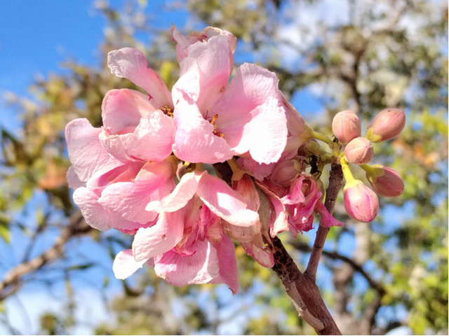 包茂红｜巴西的环境保护