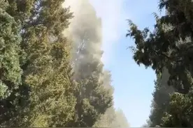 北京惊现“冒烟树”！花粉炸弹来袭，英文怎么表述图片