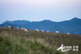 历山：“运城人自己的‘阿勒泰’”图片
