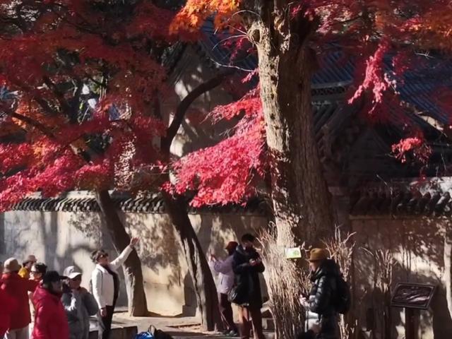 这美景谁顶得住！青岛12月藏着个“反季节”红枫秘境，错过再等一年……