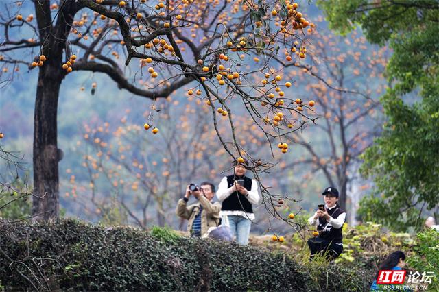 秋游时刻丨这颗甜柿，为什么让整个村子变成了诗？