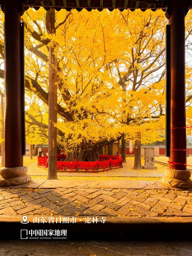 浮来山银杏树，即将迎来最佳观赏期！就自周末起！