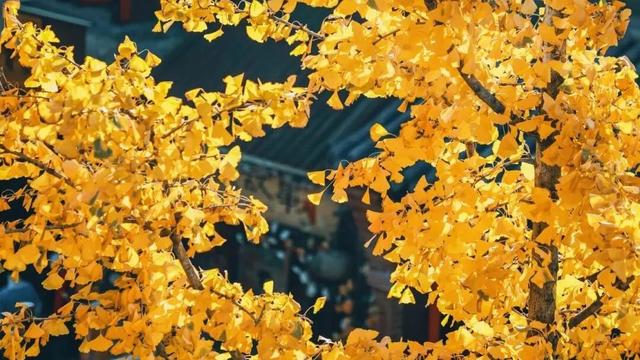 今秋，洛阳九大最美场景等你解锁