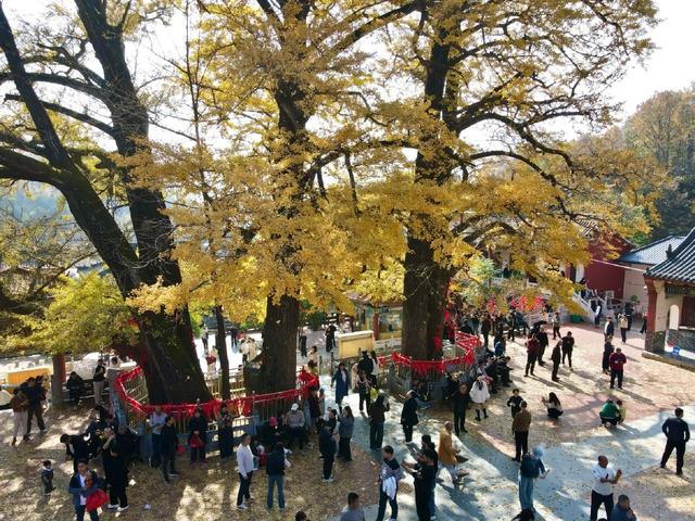 鲁山千年银杏“披金甲” 金秋盛景引客来