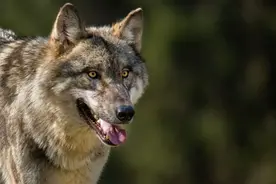 美国科罗拉多州群狼袭击牲畜事件频发 群狼或被强制“搬家”图片