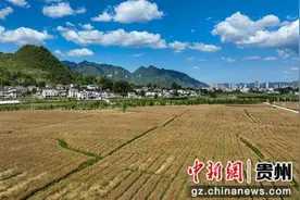 贵州绥阳：冬小麦喜获丰收图片