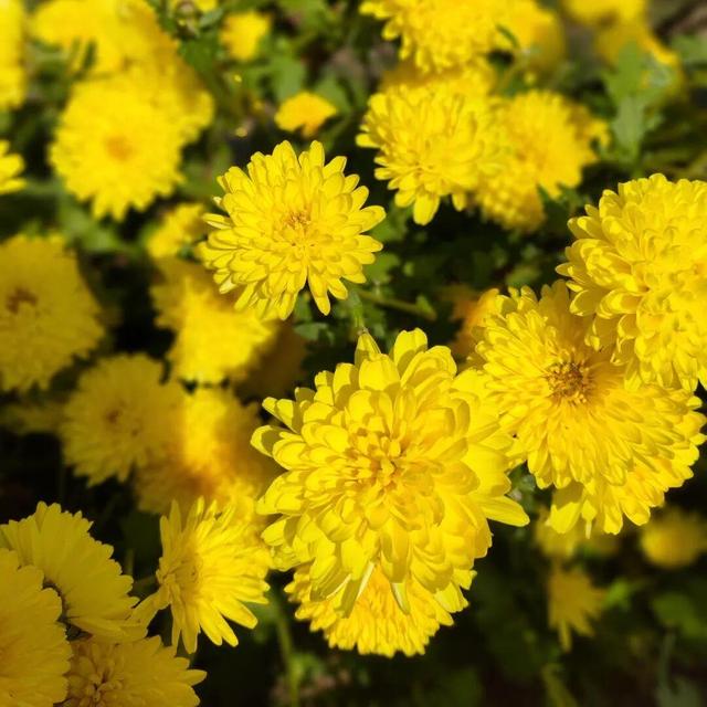 嘿，一起“采菊东篱”，就在这→