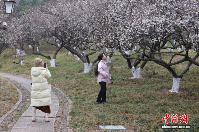 浙江杭州：超山梅花盛开引客来