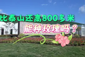 比泰山还高800多米，能种玫瑰吗？图片