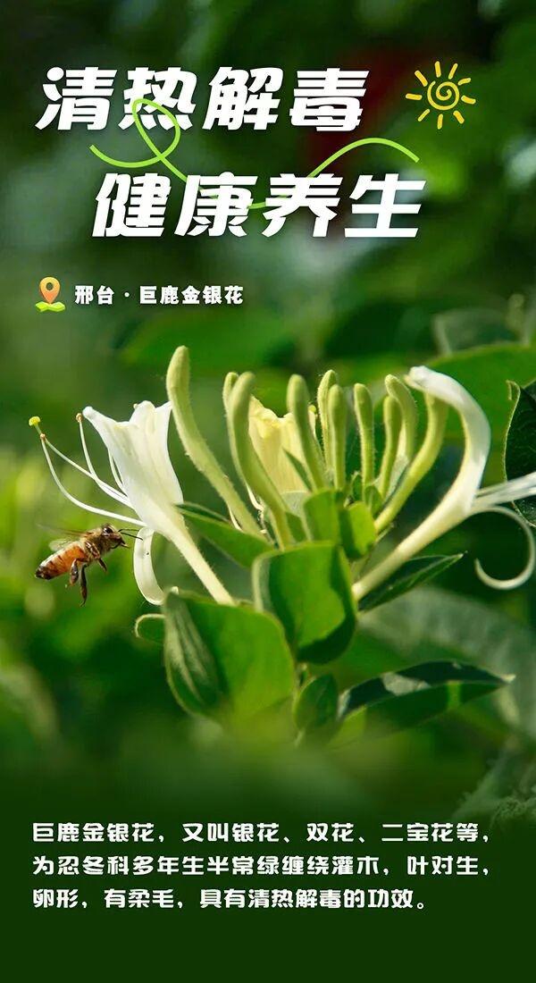 被邢台圈粉了！每一口都是自然的馈赠