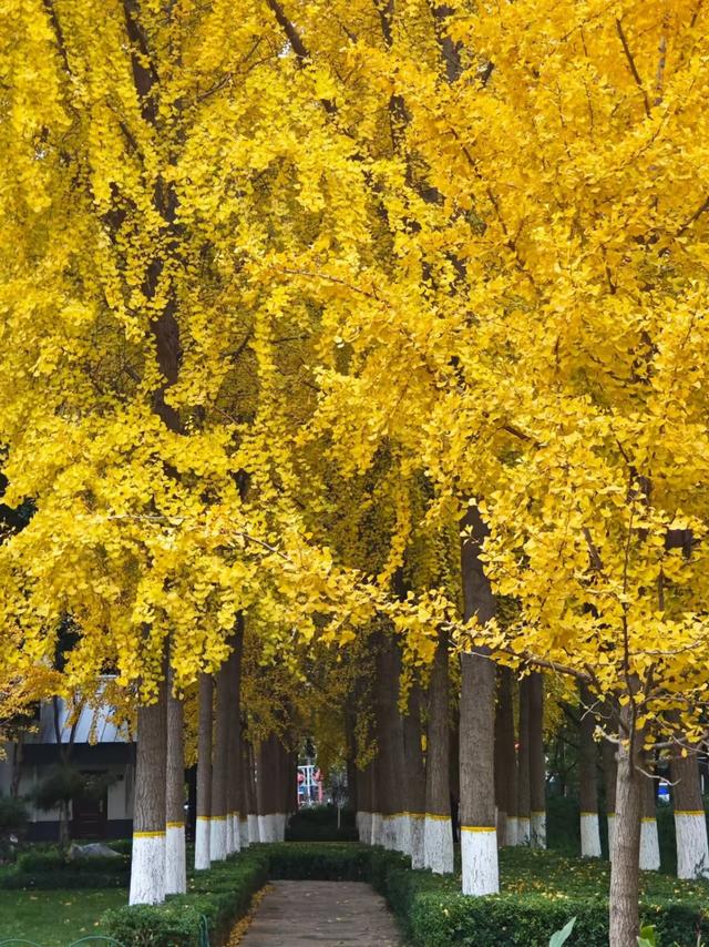 郑州人私藏的8个赏秋胜地！