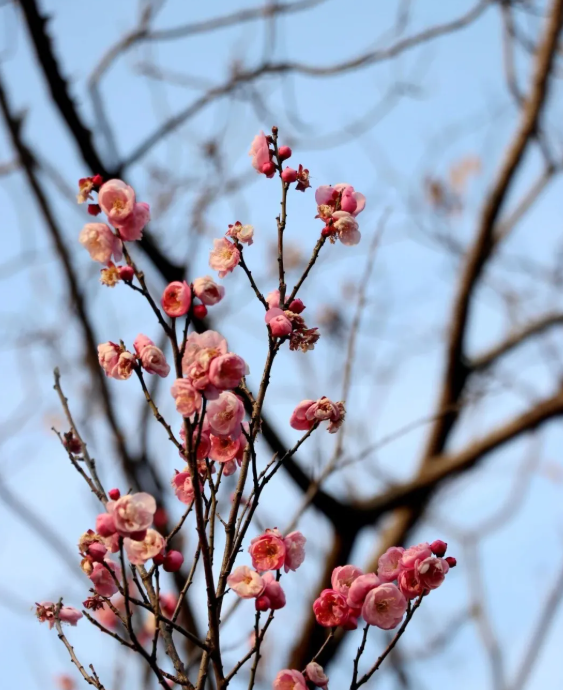 踏雪寻梅！来河南邂逅冬日限定浪漫吧
