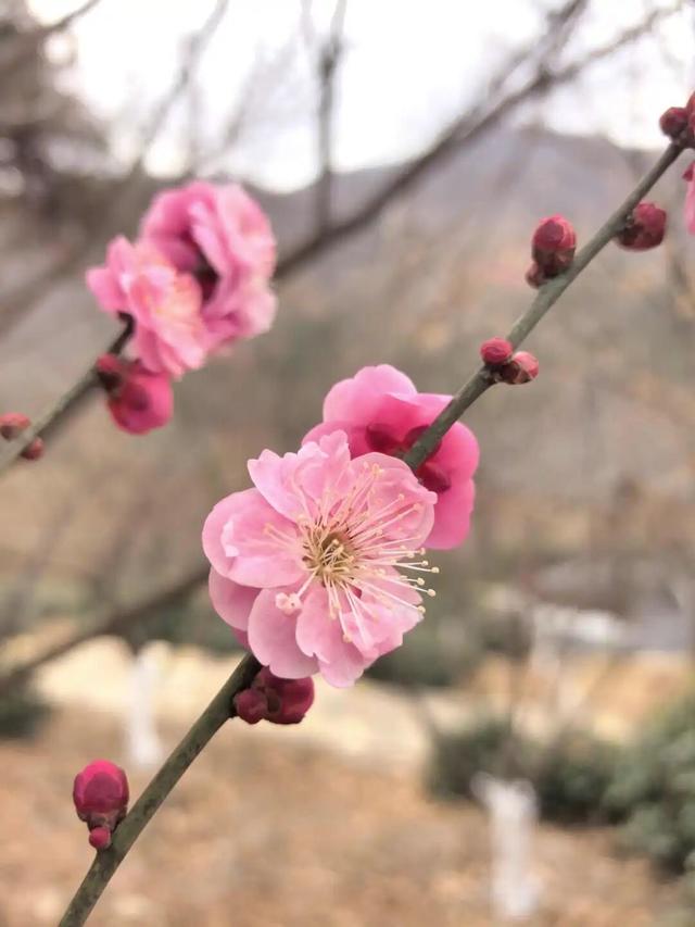 “Mei，我在连云港想开了！”