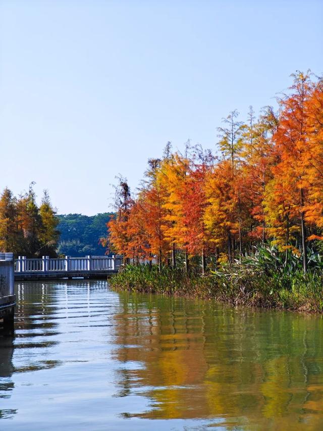 视觉增城｜落羽杉披“红妆” ！快来解锁增城冬日生态画卷