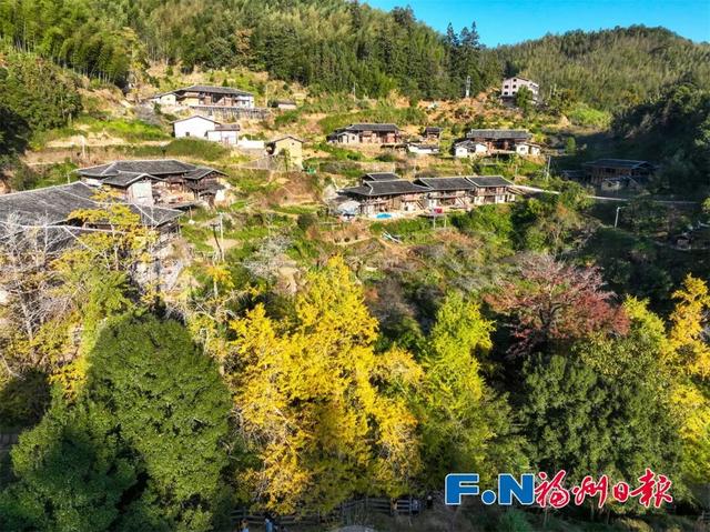 惊艳上线！福州这里变身“黄金村”！还有人靠它悄悄赚钱……