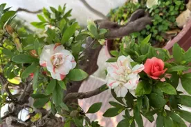 江都曹王传统名花组培初步成功 “五宝杜鹃”有望进入千家万户图片