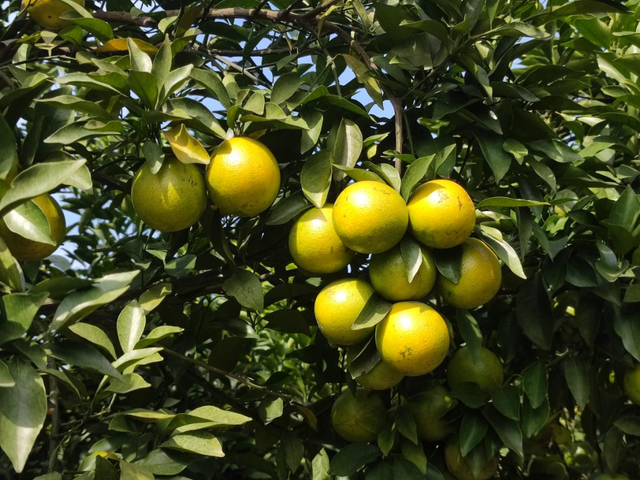 爆汁预警！廉江红橙限定版采摘路线→