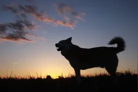 网络知名柴犬Cheems去世，网友：原来用的表情包是它图片