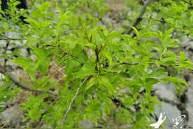 芽炒茶、果酿酒、仁入药，花石崖小酸枣真“甜”图片