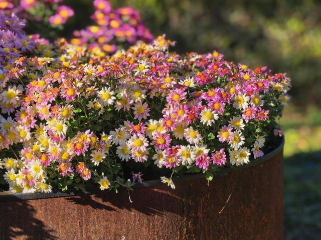 肆意怒放的花，是秋日田野间最热烈的诗