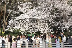 收藏！郑州各大公园春日“花事”图片
