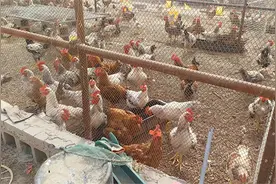 玉门：生态养殖土鸡“啄开”致富门图片
