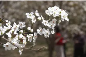 甘肃敦煌：三危山下梨花开 踏青赏花正当时图片