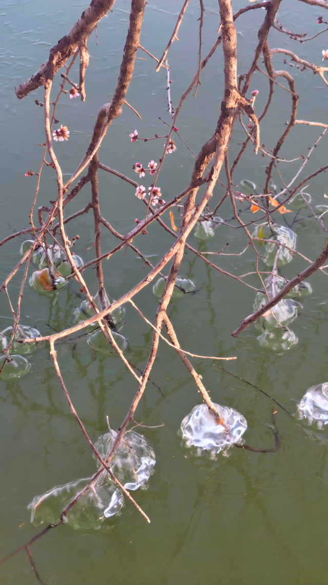 冬日颐和园：昆明湖冰裹树枝，宛如水晶雕塑