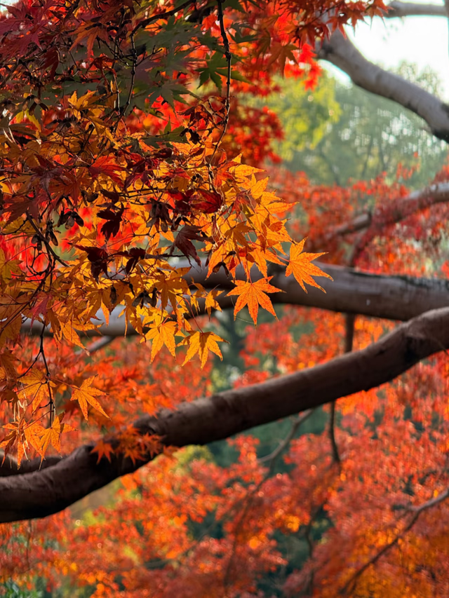 红枫“进度条”拉满，这些打卡地快收好！
