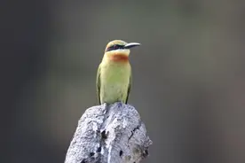 美丽小鸟在厦门找到温暖的家图片