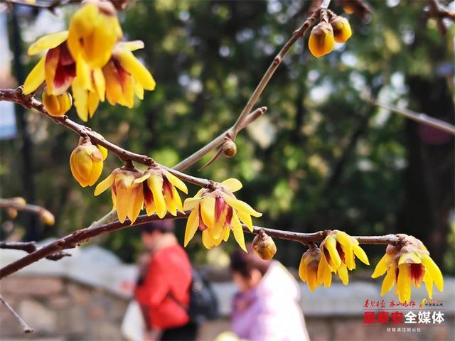 泰山红门醉心园蜡梅惊艳初绽