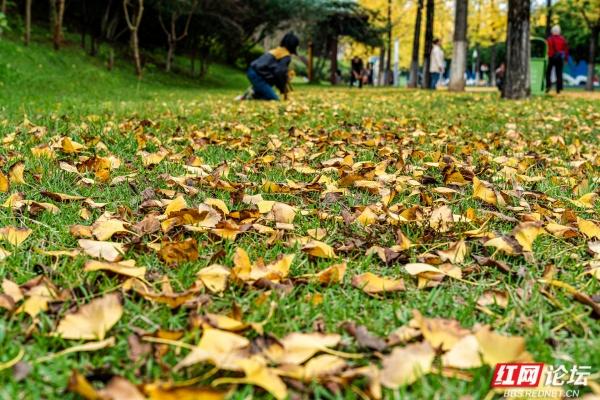 岁暖时刻丨湘府公园银杏季：看叶、玩耍、晒太阳，长沙人的欢乐场