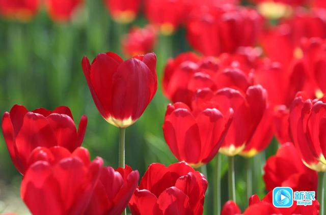 不负春日好时光，潍坊赏花指南请收好