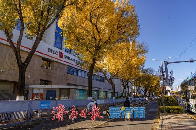 一年四季 泉在济南丨济南泺源大街金黄树叶扮靓城市道路，秋日都市风情别样浓