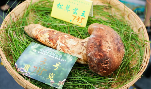 高温退！退！退！云南八月放“凉”招