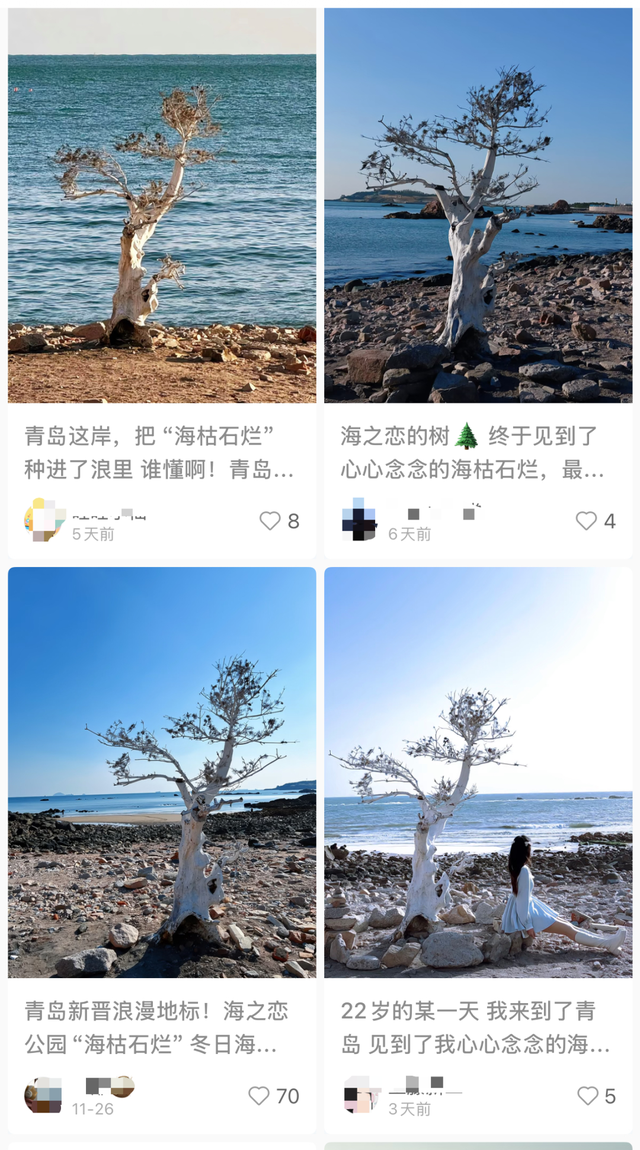 青岛海边又一棵“树”走红，游客市民排队打卡！